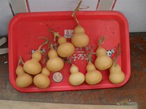 Fu Luyuan Huluyuan Gourd Garden Natural Small Gourd Handle Hands to Enjoy Feelings Natural Play Gourd