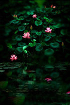 Childrens photography background cloth outdoor lotus leaf background theme Hundred Days photo studio baby photo background paper 1465