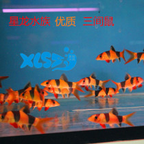 Three mousefish trophies tropical ornamental fish Tiger Sala underfish The bottom fish has been set to water