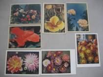1950s foreign edition flower postcard 7 pieces