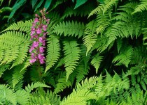 Financial Management Software Single-machine Edition Accounting Software Fixed Asset Management Installation Video