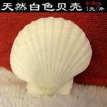  6-10cm white kindergarten diy painting shell conch advertising shooting wedding props Mediterranean sticker wall