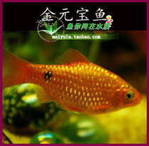 Golden ingot fish rose crucian carp grass tank fish novice fish tropical fish ornamental fish live