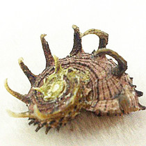 Natural shell conch Coral black thorn crown snail fish tank decoration Aquarium landscaping ornaments Rare specimen collection