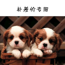 To fill the post of bu you fei mugs