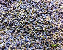 Fresh special price dried Lavender flowers 5 yuan 50g
