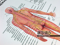 Human central nervous system anatomical map Skeletal Anatomy English version poster decorative painting