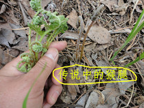 Bagged monkey leg mountain vegetable hairy leg Green wild northeast Xiaoxinganling specialty cold dish 250g