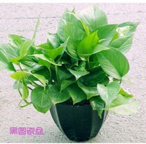  Green dill plant potted plants purify the air and remove formaldehyde Shanghai city potted flowers professional courier door-to-door