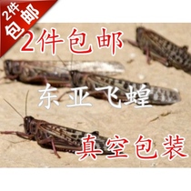 Wulian specialty four black insect migratory locust quick-frozen non-living East Asian migratory locust fried grasshopper 500g