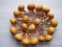 Gourd natural Wen play hand twist small gourd play Iron Gold gourd shaped single belly gourd