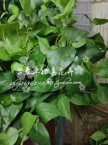 Green leaf simulation factory direct sale beam high simulation green leaf 12 Fork Green Leaf Wholesale