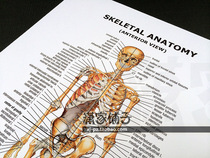 Human skeleton (front) Anatomy Skeletal Anatomy English gym poster decorative painting