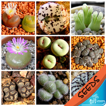  Conophytum mix 20 Conophytum mixed Seeds of the Apricot Family Conophytum mixed Seeds 20 Conophytum mixed Seeds 20 Conophytum mixed seeds