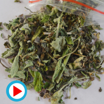 Catnip Cat grass relieves cat estrus symptoms Hairball helps digest cat snacks 10 get 5 free