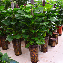  Shanghai nursery flower direct sales large broad-leaved plants green dill potted new house living room office opening housewarming send flowers