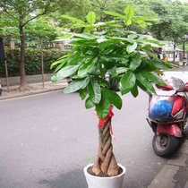 1 7 meters high fortune Tree opened friends gift plant family bonsai Shanghai city express delivery