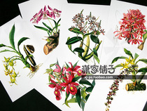 (Flower Set -1) Hand-painted Super Realistic Plant Flower Poster Painting Core Decorative Painting Buy 5 Get 1 Free