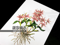 (Buckland Orchid) illustration hand-painted super realistic plant flower poster painting core decorative painting