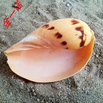 Large natural conch shell mango snail Aquarium landscaping ornaments Creative jewelry wall decoration 60