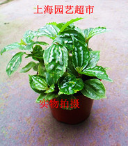 Cold water flower purifying air suction oil smoke able to be hydroponic with oxygen green plant suction formaldehyde radiation-resistant