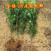 Yew Bonsai Bonsai Yew Yew South Yew South Yew Small Fry Tree Indoor Potted to Formaldehyde Smoking Second-hand Smoke 20cm