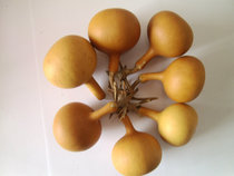 Natural single belly garlic gourd