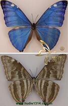 Butterfly: Adoniss butterfly specimen Peruvian butterfly specimen real butterfly spread its wings about 9-11cm