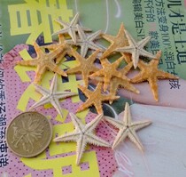 Natural pentagonal starfish steamed bread starfish conch shells bottle platform Jelly Wax 2 cm3 5-10