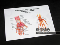 Human Wrist Anatomy atlas Wrist Hand Anatomy decorative painting