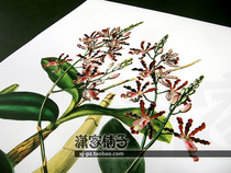 (Banana orchid) illustration hand-painted super realistic plant flower poster painting core decorative painting