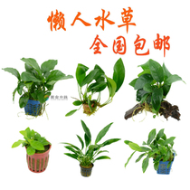 Lazy Water plant Shenmu Small Water Banyan Swallow-tailed Banyan Banyan Banyan Banyan Banyan Banyan Banyan Banyan Banyan Banyan Banyan Banyan Banyan Banyan Banyan Banyan Banyan Banyan Banyan Banyan