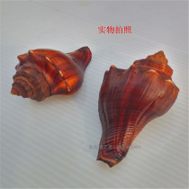  Torch snail fragrant snail about 6-8cm long natural shell conch floor decoration fish tank landscaping wedding props