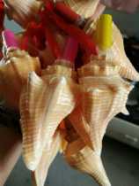 38 yuan natural shell screw whistle childrens toy whistle screw - screw ultra - loud screw frame screw