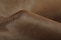 Imported Italian Incas company solid color fetal cow hair