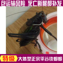 Package transport risk Living grasshopper Large type Beijing Pinggu iron new off-winter song insect large and large