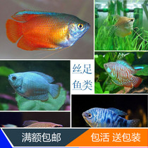 Xiling ball pearl vest fish live 5 pieces yellow and blue Manlong multicolored blood blue Lili silk foot tropical ornamental fish