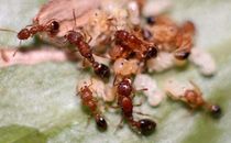 Shuanglong Bone Paving Ant Tetramorium bicarinatum Pet Ant Live