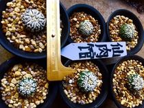 Cactus Ball Super Dou Iwata Emperor High Velvet Super Pocket