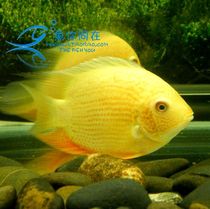 Freshwater fish golden pineapple Fry tropical fish live pet ornamental fish golden pineapple Fry spray point pineapple fish