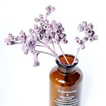 (Mountain tree) cone fruit pastoral art dried flower South Africa imported bouquet dry branches indoor ornaments shooting props