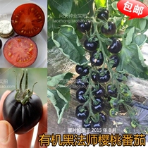 Ornamental and edible Black Master Black Cherry Tomato Seeds Tomato Seeds Saints Vegetable Seeds Delicious Nutrition