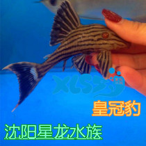 Abnormal Fish Colombia Green Leather Crown Leopard Brother White Dude Green Big Head Nibble Wood Fish