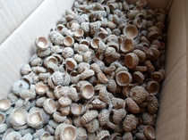 Supply process raw materials quality and cheap oak cap