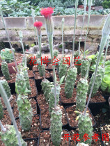 (Flower Expo_fleshy Puxili) Cactus adult succulents open long pole safflower is very beautiful