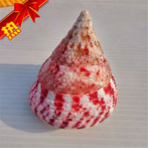  Natural Conch shell Erythrocyte conch Red tower conch Pagoda conch Aquarium fish tank landscaping creative gift