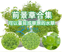 Fish tank aquarium landscaping prospects grass fish tank living real climbing mini dwarf pearl grass water grass hair