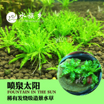 Aquarium Township] Self-raised aquatic plants Red Sun new Taipu too thin too fine Tai Lotus Valley Essence silk leaves