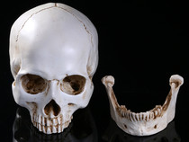 High Simulation 1:1 Human Skull Model High Precision Teaching Aids Resin Technology Antique Old Split