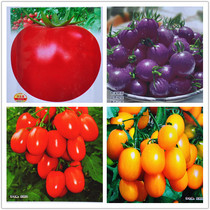 Cai Nongxing tomato]Chaise cherry tomato seeds virgin fruit vegetable farmers use excellent quality and delicious taste